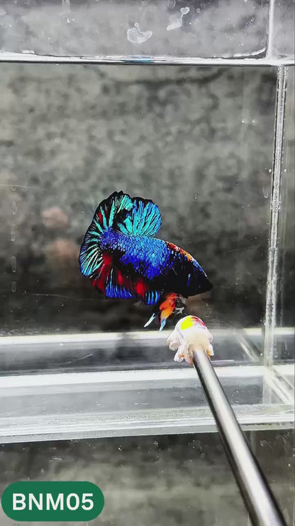 Dark Flame Hellfire Plakat Male Betta Fish | You Pick Fish | Rare Betta