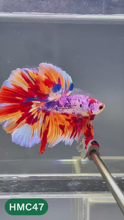 Multicolor Halfmoon Male Betta Fish | High Grade | Order Directly From Farm |  You Pick Fish |