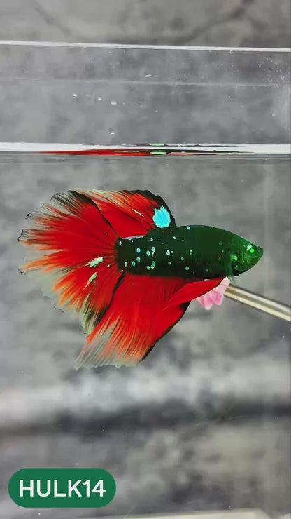 Black Hulk Halfmoon Male Betta Fish | You Pick Fish