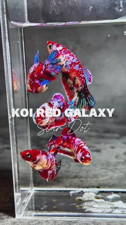 Koi Red Galaxy Star Dot Female Betta Fish