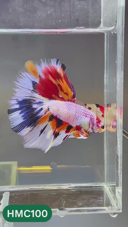 Multicolor Halfmoon Male Betta Fish | Order Directly From Farm | You Pick Fish