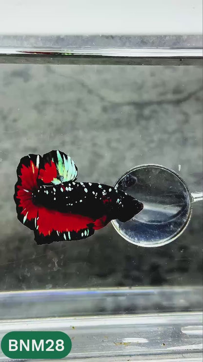 Dark Flame Hellfire Plakat Male Betta Fish | You Pick Fish | Rare Betta