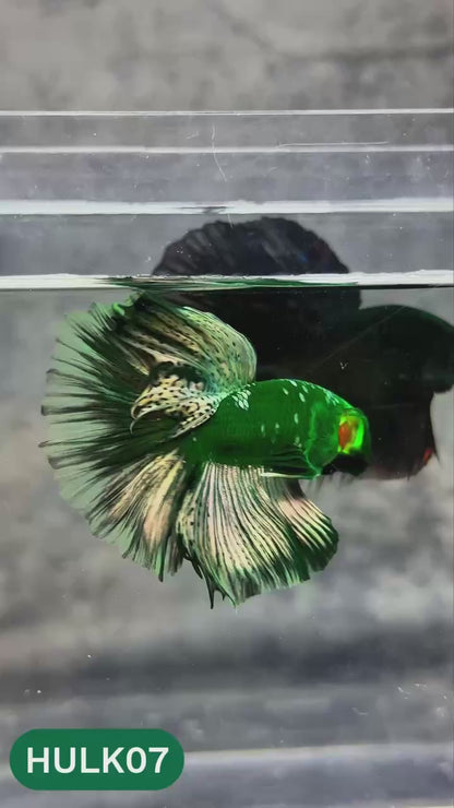 Black Hulk Halfmoon Male Betta Fish | You Pick Fish