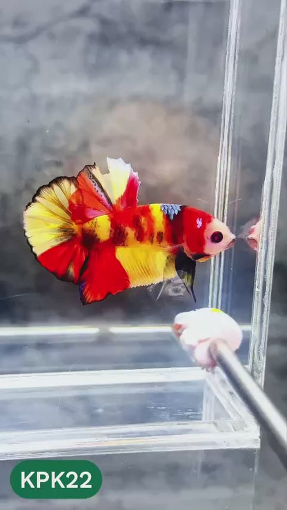 Multicolor Plakat Male Betta Fish |Show Grade|  You Pick Fish