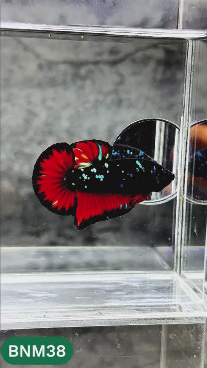 Dark Flame Hellfire Plakat Male Betta Fish | You Pick Fish | Rare Betta