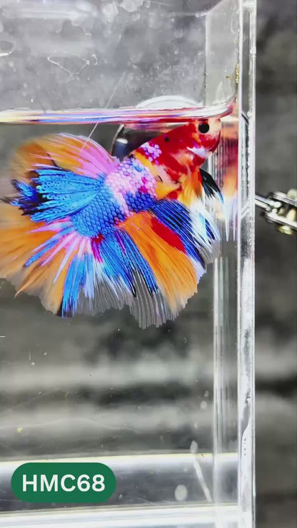 Multicolor Halfmoon Male Betta Fish | High Grade | Order Directly From Farm |  You Pick Fish |