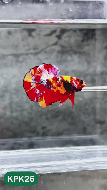 Multicolor Plakat Male Betta Fish |Show Grade|  You Pick Fish