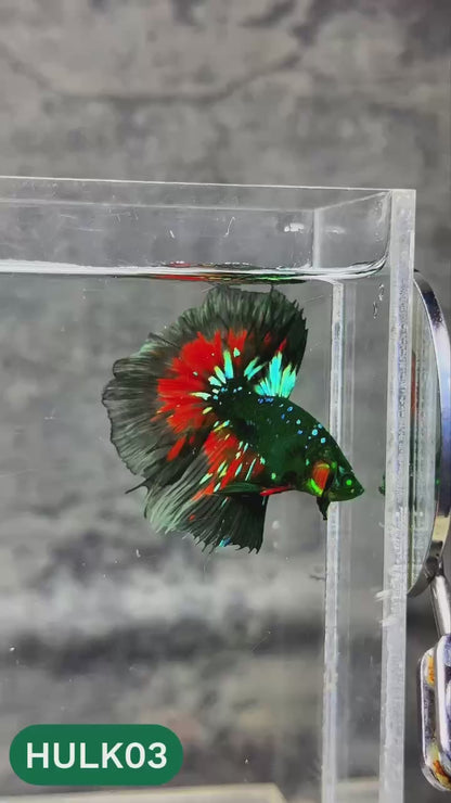 Black Hulk Halfmoon Male Betta Fish | You Pick Fish