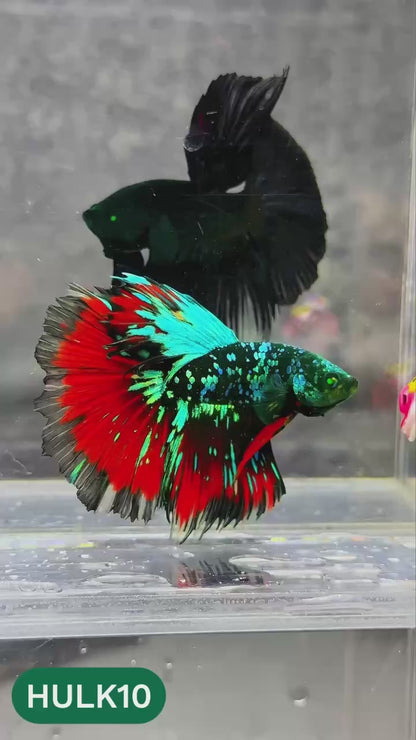 Black Hulk Halfmoon Male Betta Fish | You Pick Fish