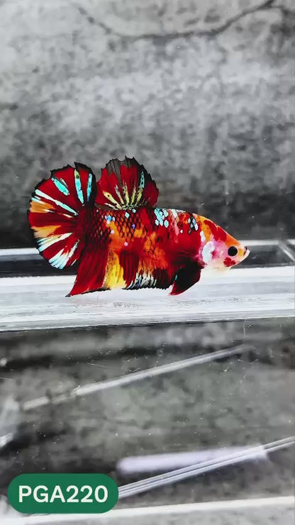 King Giant Plakat Male Betta Fish | You Pick Fish | High Grade