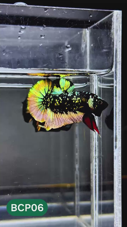 Black Panther Plakat Male Betta Fish | You Pick Fish | Rare Betta