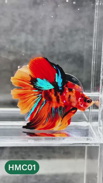 Multicolor Halfmoon Male Betta Fish | High Grade | Order Directly From Farm |  You Pick Fish |