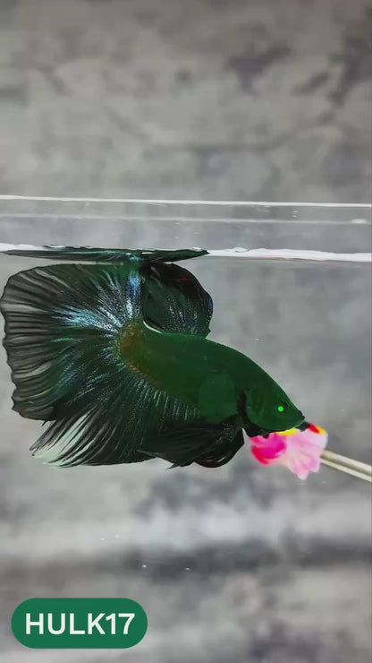 Black Hulk Halfmoon Male Betta Fish | You Pick Fish