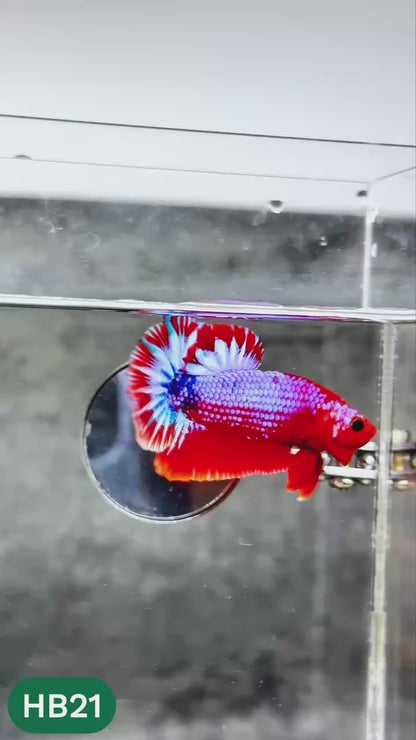 Hellboy Plakat Male Betta Fish | Order Directly From Farm | You Pick Fish