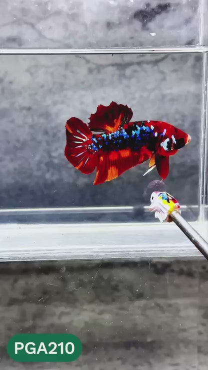 King Giant Plakat Male Betta Fish | You Pick Fish | High Grade
