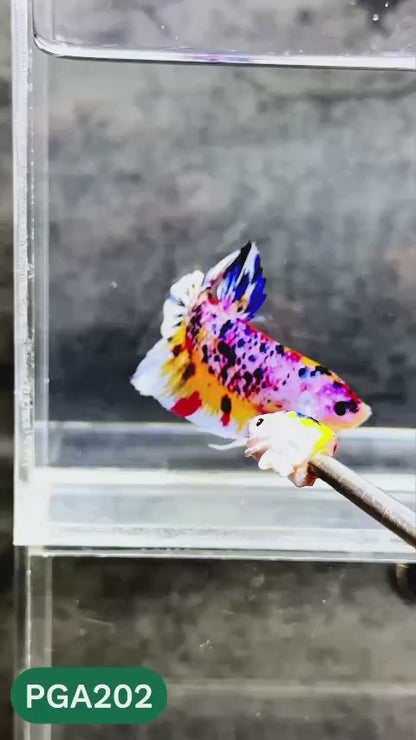 King Giant Plakat Male Betta Fish | You Pick Fish | High Grade