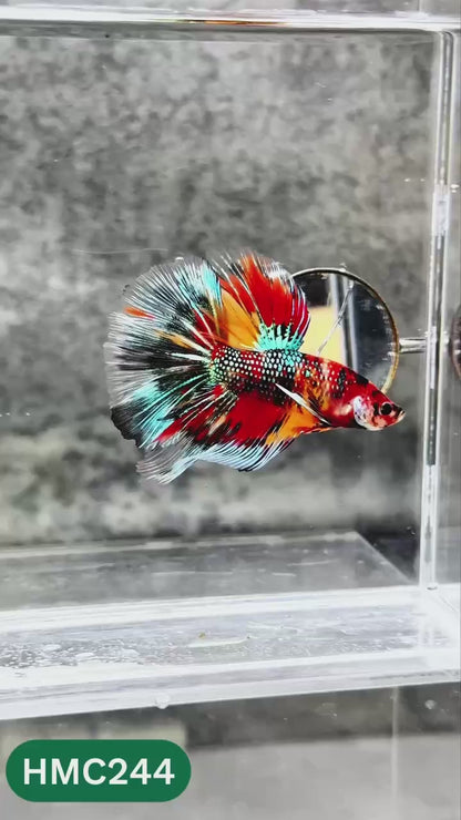 Multicolor Halfmoon Male Betta Fish | Order Directly From Farm | You Pick Fish