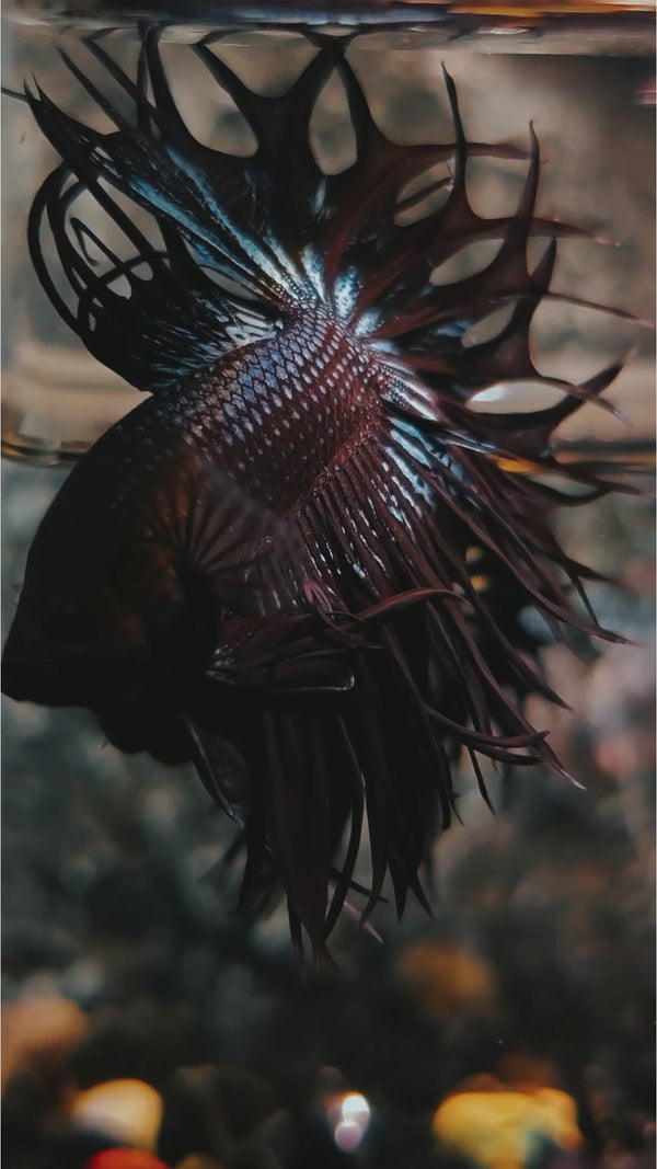 Black Orchid Crowntail Male Betta Fish — Swimming Video