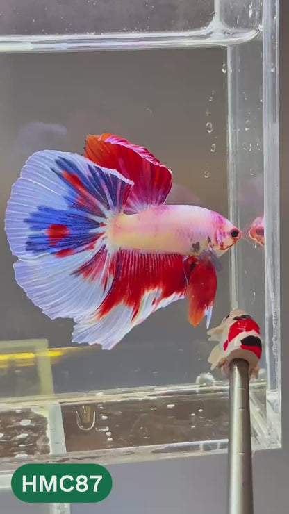 Multicolor Halfmoon Male Betta Fish | High Grade | Order Directly From Farm |  You Pick Fish |