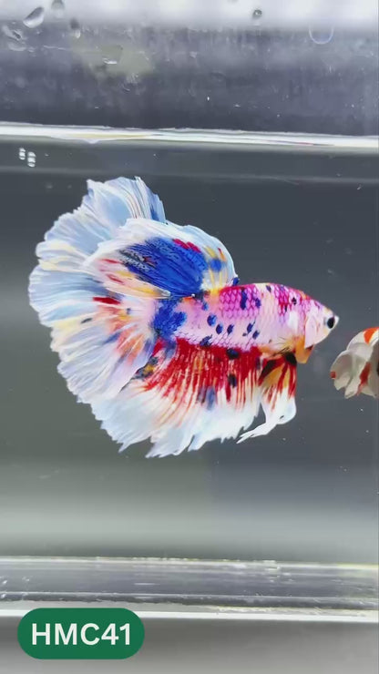 Multicolor Halfmoon Male Betta Fish | High Grade | Order Directly From Farm |  You Pick Fish