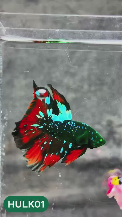 Black Hulk Halfmoon Male Betta Fish | You Pick Fish