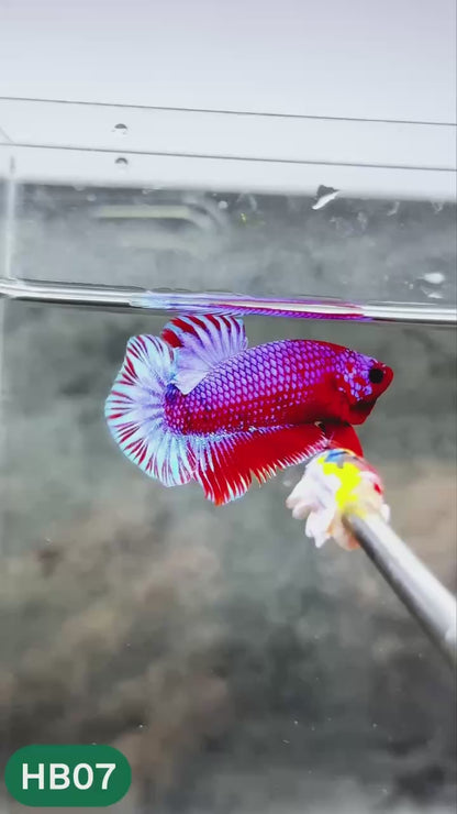 Hellboy Plakat Male Betta Fish | Order Directly From Farm | You Pick Fish