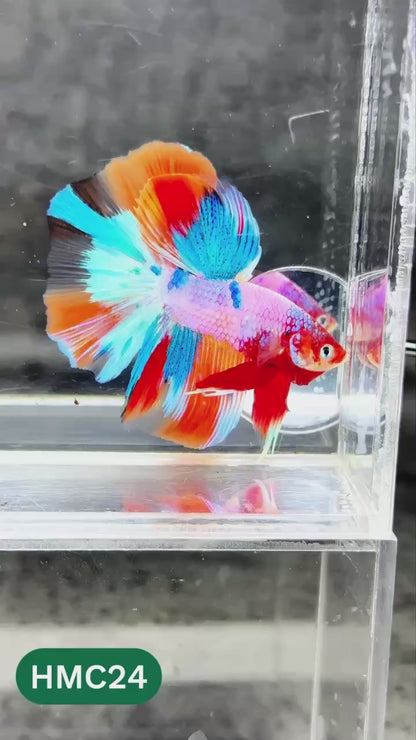 Multicolor Halfmoon Male Betta Fish | High Grade | Order Directly From Farm |  You Pick Fish |