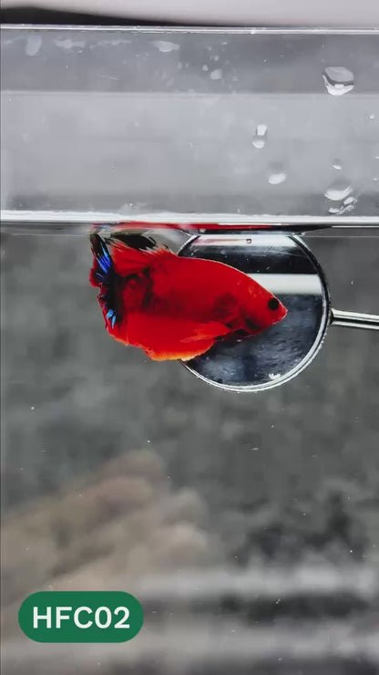 Hellboy Plakat Male Betta Fish | Order Directly From Farm | You Pick Fish