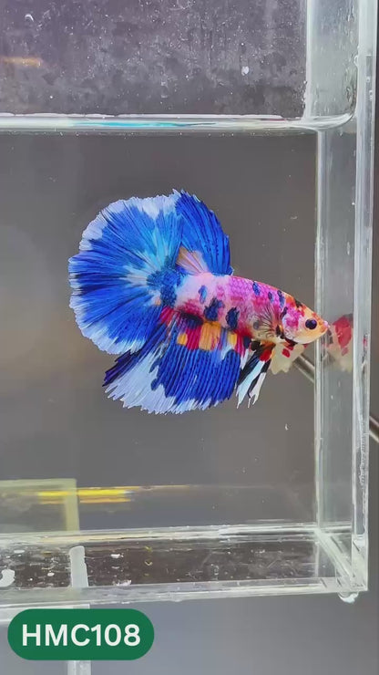 Multicolor Halfmoon Male Betta Fish | Order Directly From Farm | You Pick Fish