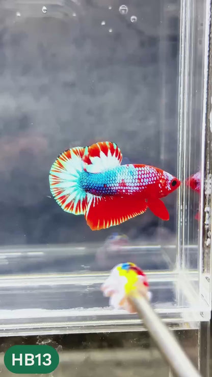 Hellboy Plakat Male Betta Fish | Order Directly From Farm | You Pick Fish