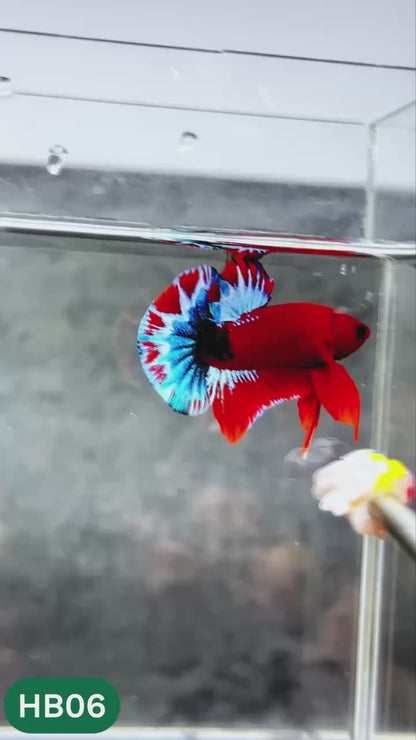 Hellboy Plakat Male Betta Fish | Order Directly From Farm | You Pick Fish