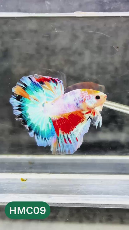Multicolor Halfmoon Male Betta Fish | High Grade | Order Directly From Farm |  You Pick Fish |