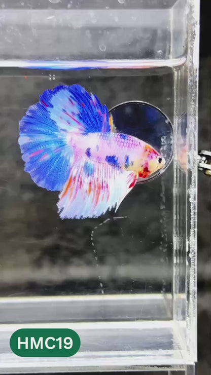Multicolor Halfmoon Male Betta Fish | High Grade | Order Directly From Farm |  You Pick Fish |