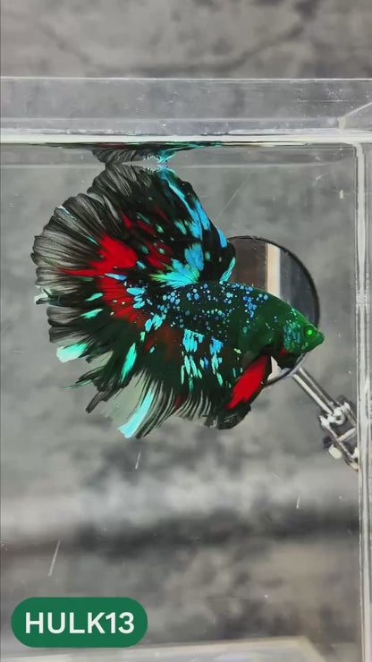 Black Hulk Halfmoon Male Betta Fish | You Pick Fish