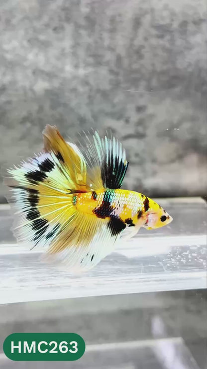 Multicolor Halfmoon Male Betta Fish | Order Directly From Farm | You Pick Fish