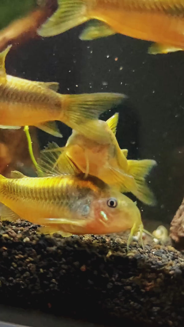 CW010 Gold Laser Cory Catfish — Swimming Video