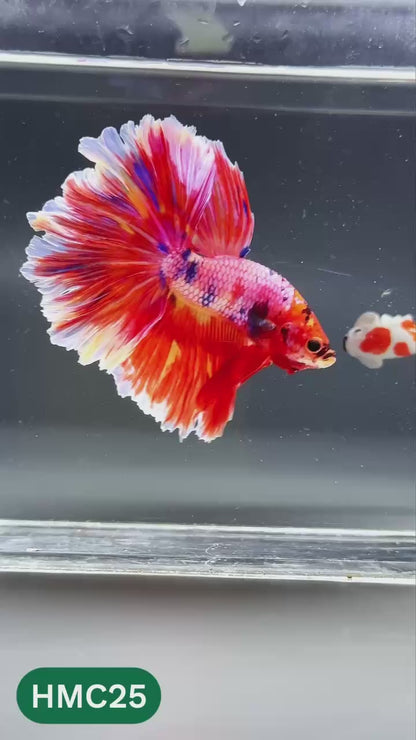 Multicolor Halfmoon Male Betta Fish | High Grade | Order Directly From Farm |  You Pick Fish