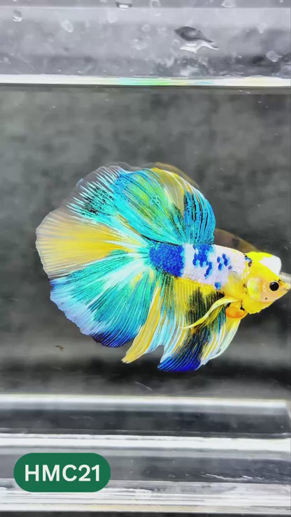 Multicolor Halfmoon Male Betta Fish | High Grade | Order Directly From Farm |  You Pick Fish |
