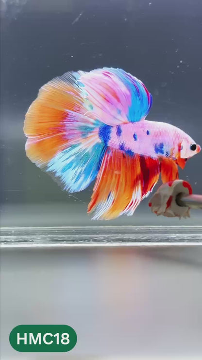 Multicolor Halfmoon Male Betta Fish | High Grade | Order Directly From Farm |  You Pick Fish