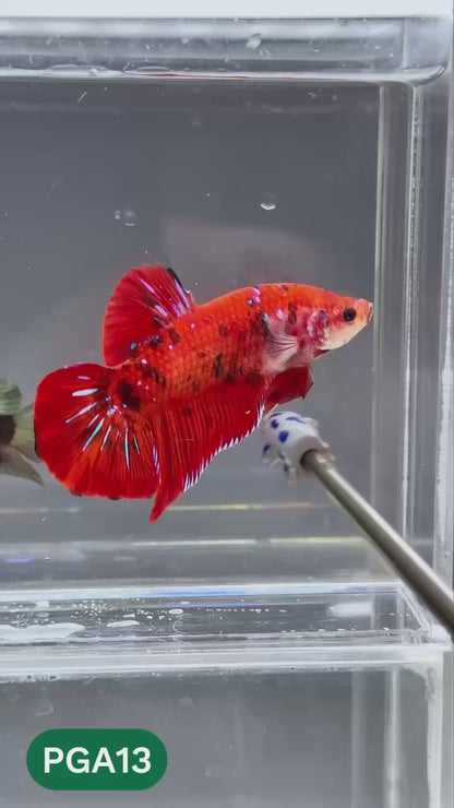 King Giant Plakat Male Betta Fish | You Pick Fish | High Grade
