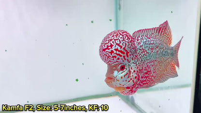 Golden Base Kamfa Flowerhorn Cichlid | You Pick Fish |