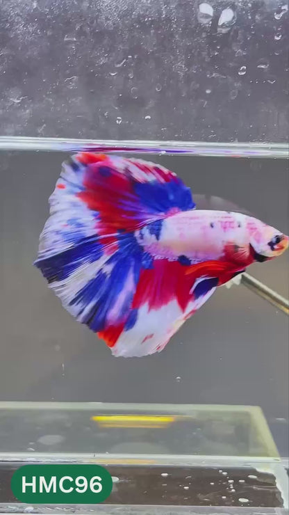 Multicolor Halfmoon Male Betta Fish | Order Directly From Farm | You Pick Fish
