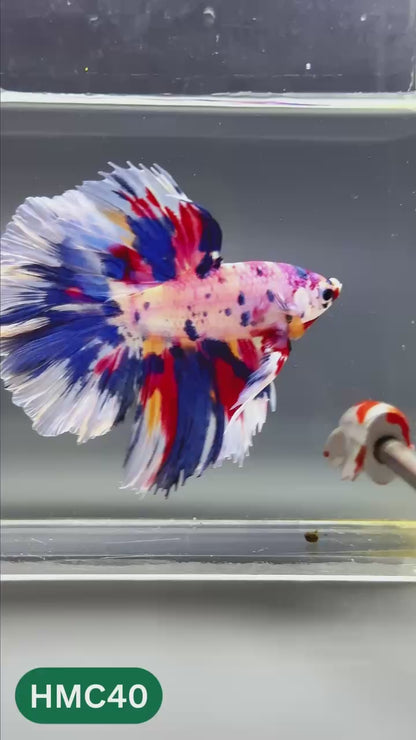 Multicolor Halfmoon Male Betta Fish | High Grade | Order Directly From Farm |  You Pick Fish