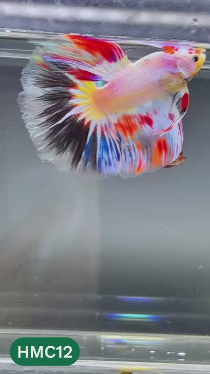 Multicolor Halfmoon Male Betta Fish | High Grade | Order Directly From Farm |  You Pick Fish |