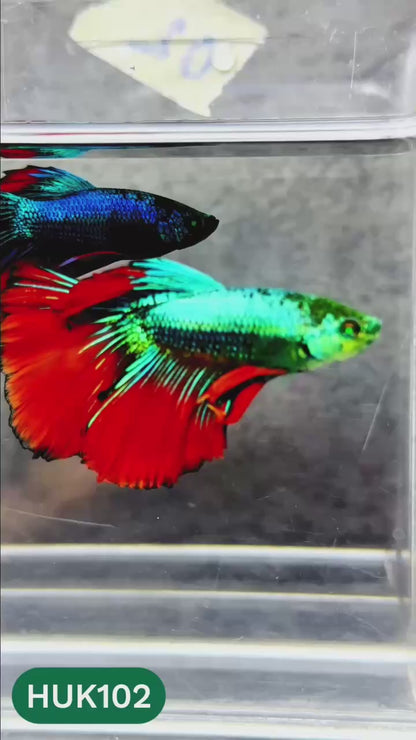 Black Hulk Halfmoon Male Betta Fish | You Pick Fish