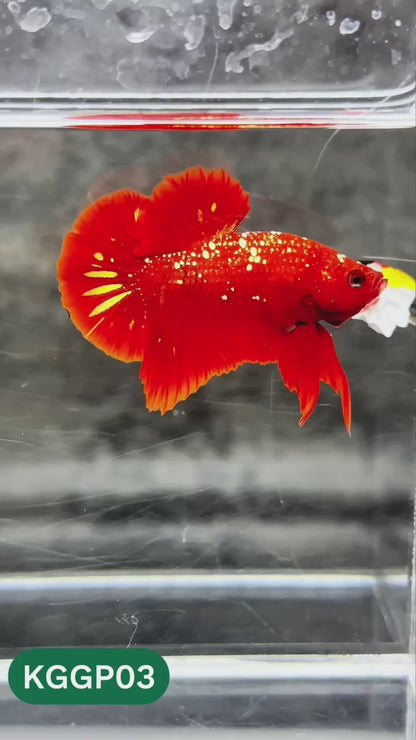 Golden Star Dust Galaxy Plakat Male Betta Fish | Super Rare | You Pick Fish