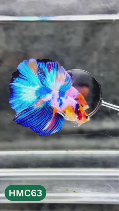 Multicolor Halfmoon Male Betta Fish | High Grade | Order Directly From Farm |  You Pick Fish |