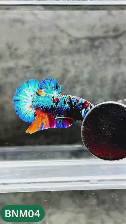 Dark Flame Hellfire Plakat Male Betta Fish | You Pick Fish | Rare Betta
