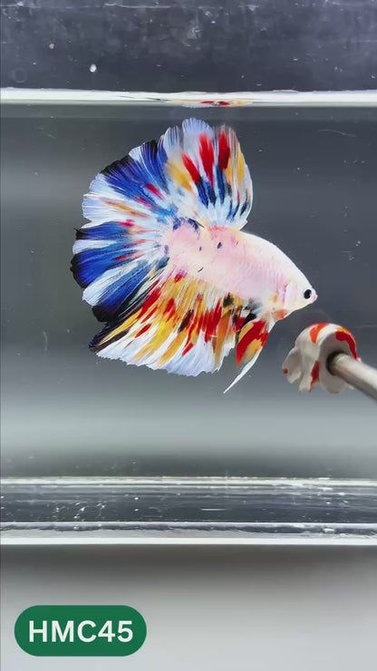Multicolor Halfmoon Male Betta Fish | High Grade | Order Directly From Farm |  You Pick Fish