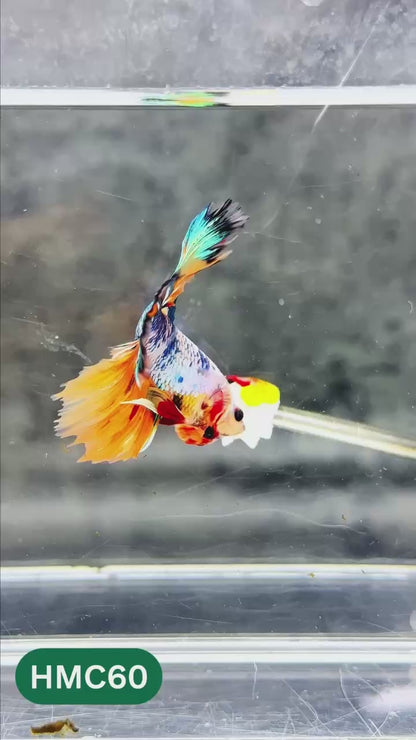 Multicolor Halfmoon Male Betta Fish | High Grade | Order Directly From Farm |  You Pick Fish |